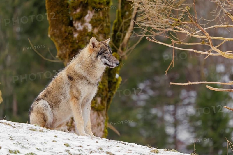 A young male grey wolf (Canis lupus lupus) sits on a snow-covered meadow on a slope on a cold, cloudy day. A forest can be seen in the background