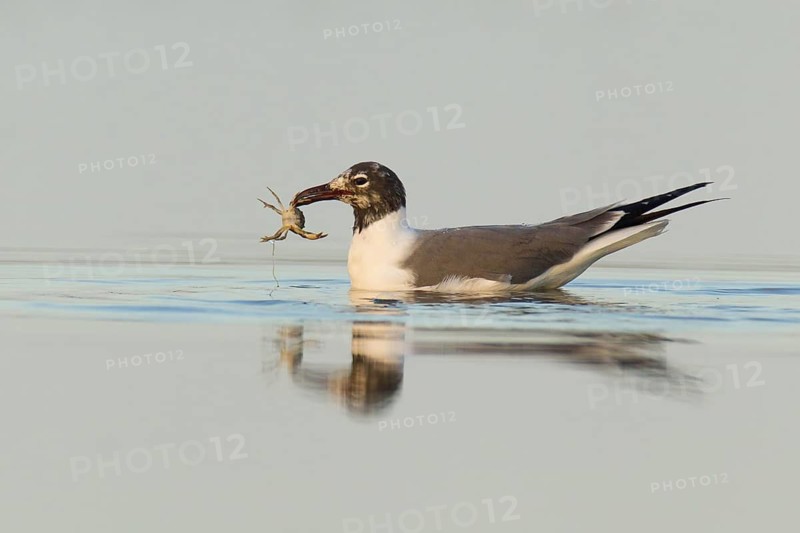 Laughing Gull (Leucophaeus atricilla), Florida, USA
