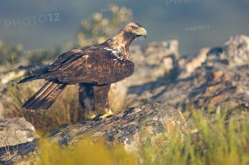 Spanish Imperial Eagle (Aquila adalberti) perched on the ground, Extremadura, Spain