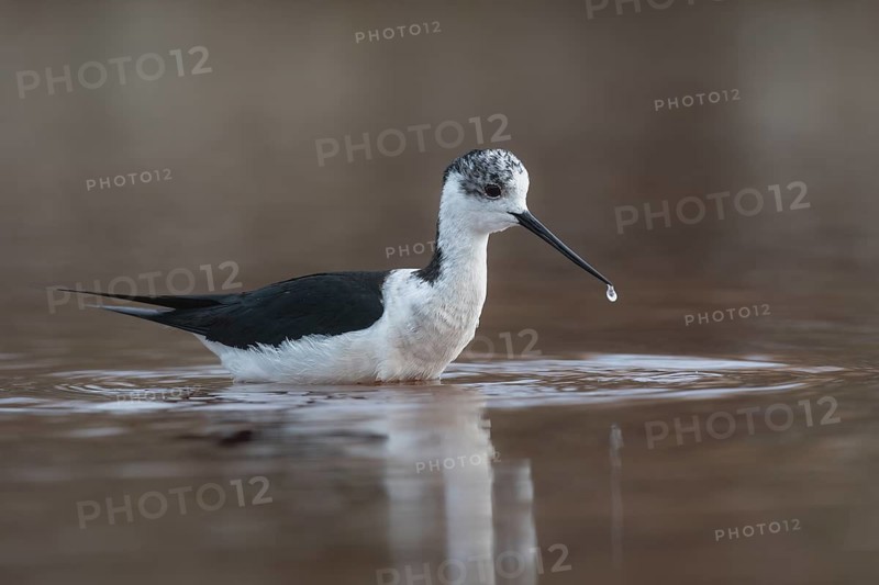 Stilt Sandpiper foraging for food