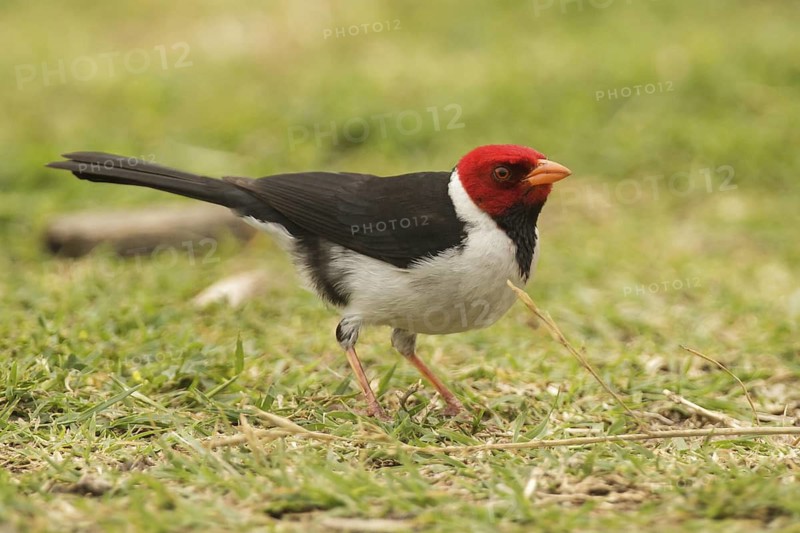 Yellow-billed Cardinal (Paroaria capitata), Buenos Aires, Argentina
