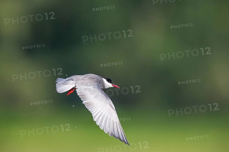 Whiskered Tern (Chlidonias hybridus) Hungary