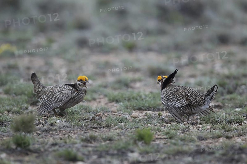 Lesser Prairie Chicken (Tympanuchus pallidicinctus) male, New Mexico, USA