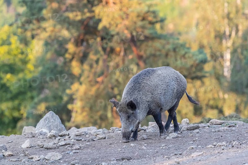 One adult wild boar or wild pig (Sus scrofa) walking over an opening with a green forest in the background