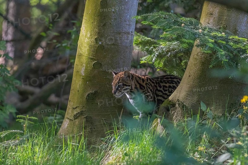 One Ocelot, Leopardus pardalis, resting in green vegetation between trees