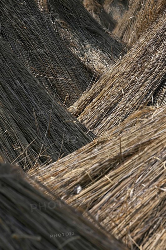 Common Reed (Phragmites communis) harvested bundles drying at Neusiedler Lake, Austria