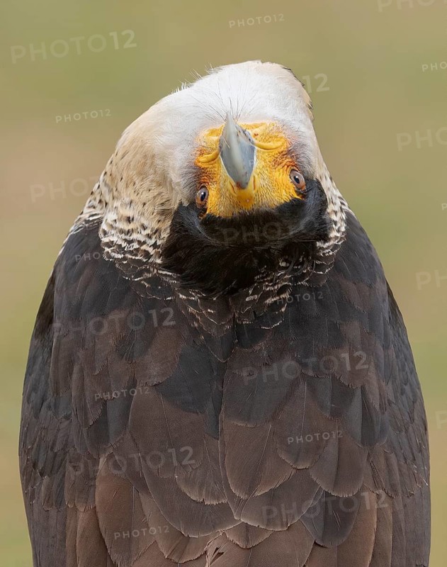 Northern Crested Caracara (Caracara cheriway), Texas, USA