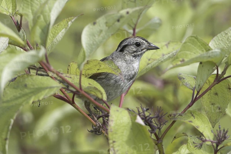 Swamp Sparrow (Melospiza georgiana), Ontario, Canada
