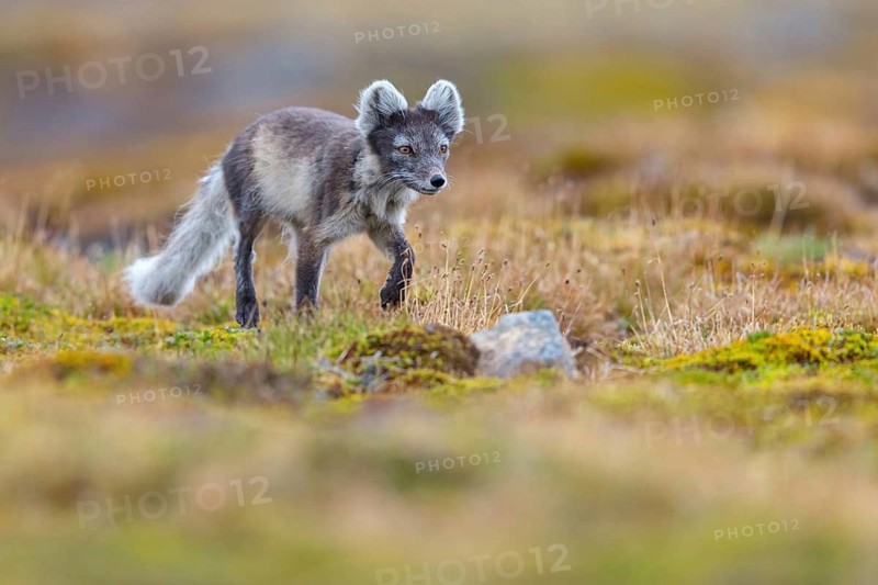 Arctic fox foraging, Arctic fox, (Alopex lagopus), Europe, Norway, Spitsbergen, Longyearbyen, Svalbard / Spitsbergen, Norway