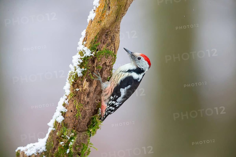 Middle Spotted Woodpecker (Dendrocopus medius) Germany