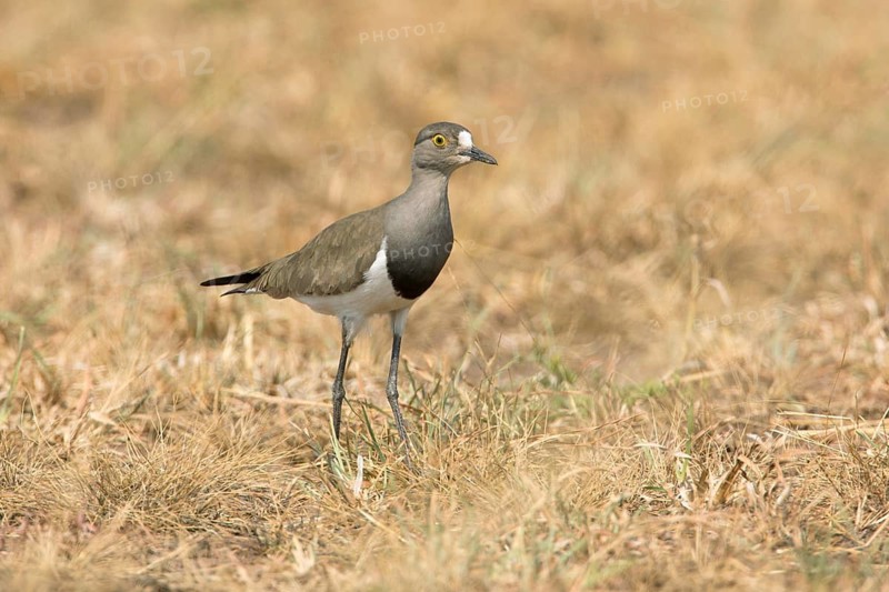 Senegal Lapwing (Vanellus lugubris) on field, Uganda