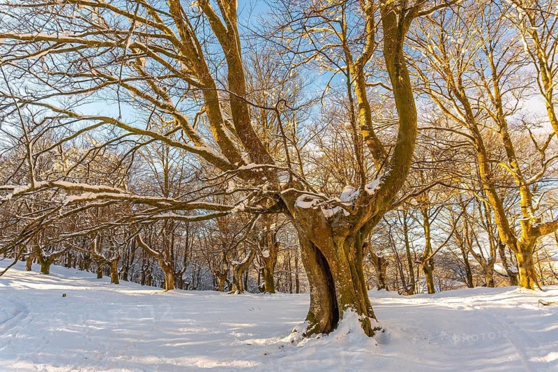 Giant tree in the Oianleku natural park at sunrise in the town of Oiartzun in Peñas de Aya, Gipuzkoa. Basque Country