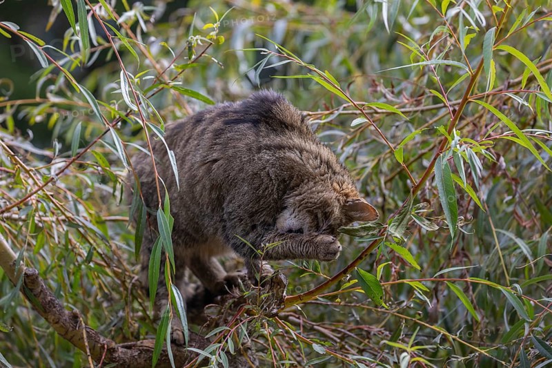 One European wildcat, Felis silvestris silvestris, sitting in a green weeping willow tree. Green leaves all around