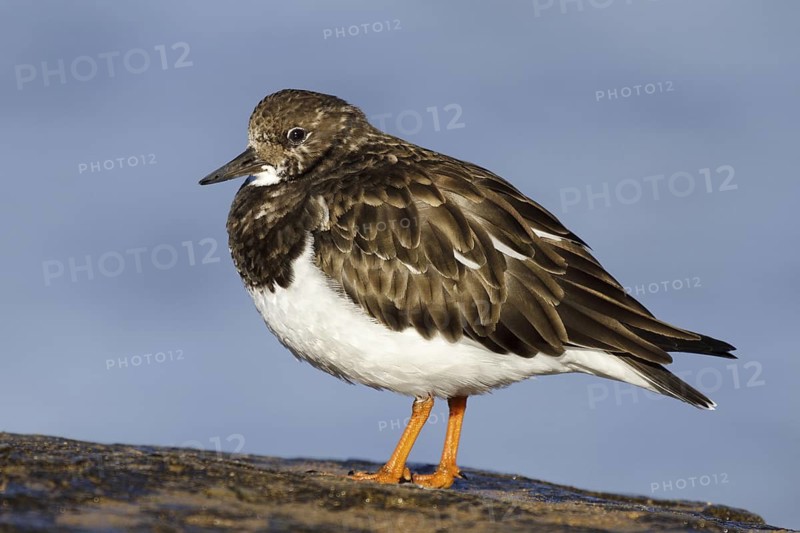 Ruddy Turnstone (Arenaria interpres), Asturias, Spain