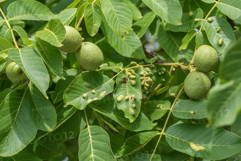 Wallnus felt gall mite, walnut (Eriophyes erineus), Kühne Omsewitz nursery, Germany