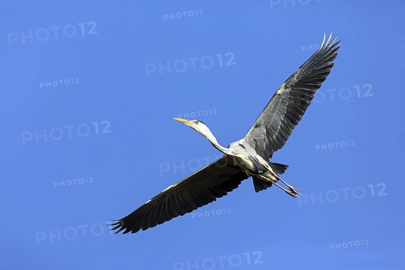 Grey heron, heron, animals, birds, flight photo, nesting material, nest, nest building, (Ardea cinerea), blue sky, family of pelican relatives, Luisenpark, Mannheim, Baden-Württemberg, Federal Republic of Germany