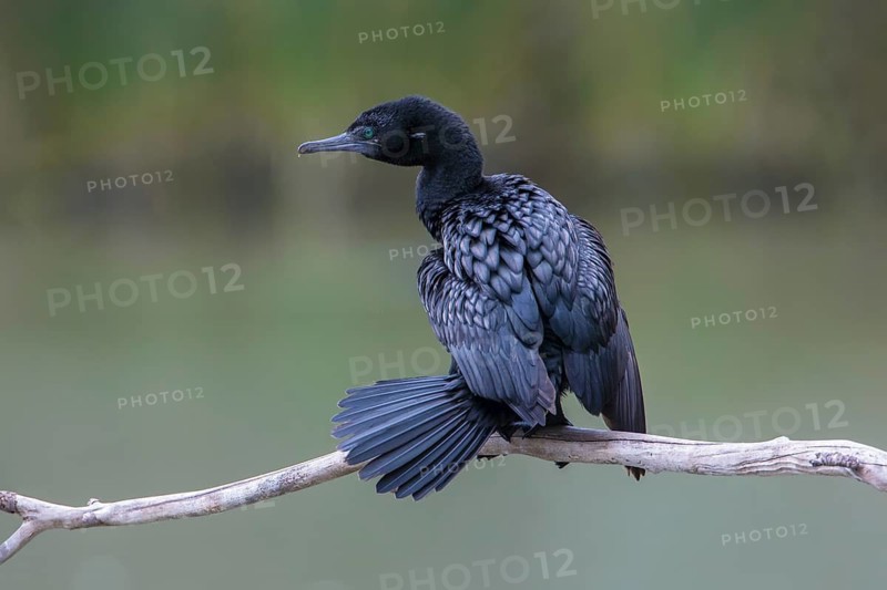 Little Black Cormorant (Phalacrocorax sulcirostris), Victoria, Australia