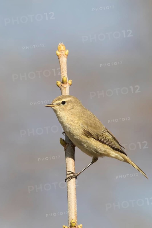 Common Chiffchaff (Phylloscopus collybita) perched on a branch, Bavaria, Germany