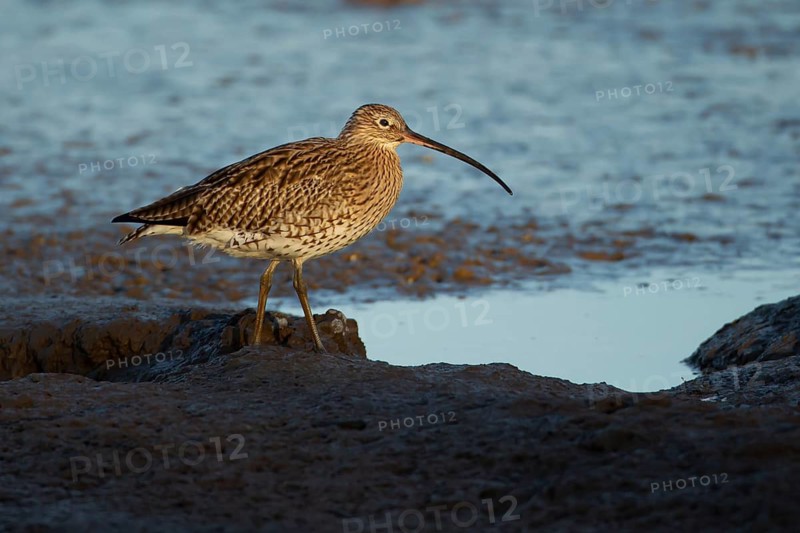 Eurasian curlew (Numenius arquata) adult wading bird on a coast shoreline, England, United Kingdom