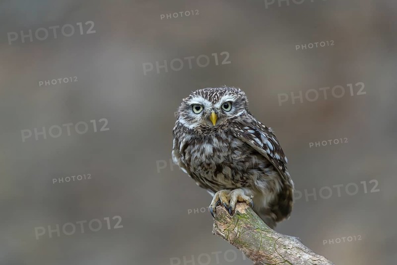 One little owl (Athene noctua) sitting on a branch inside the ruins of an ancient castle