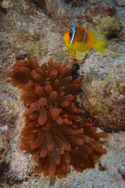 Fluorescent bubble-tip anemone (Entacmaea quadricolor) with red sea clownfish (Amphiprion bicinctus), Dive site House Reef, Mangrove Bay, El Quesir, Red Sea, Egypt