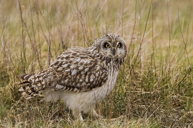 Sumpfohreule (Asio flammeus) Short-eared Owl
