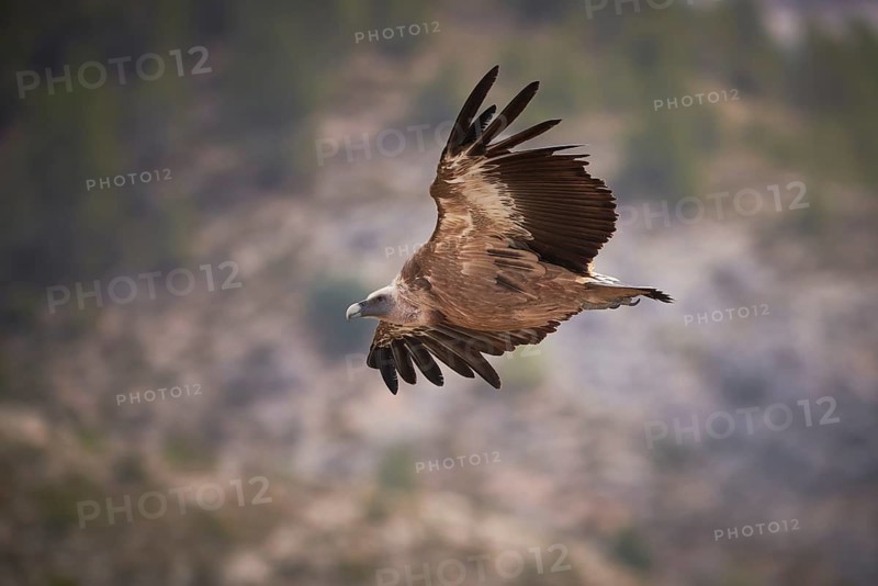 A majestic Griffon Vulture soars through the skies of Alicante, Spain Captured in mid-flight, this bird displays the beauty of nature's aerial grace