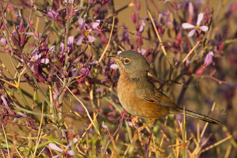 Tristrams Warbler - Atlasgrasmücke - Sylvia deserticola, Morocco, adult