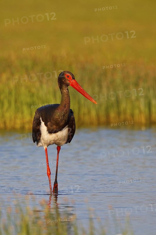 Black Stork (Ciconia nigra) foraging, Greece