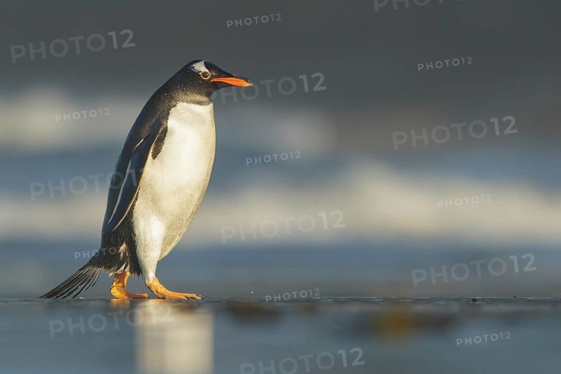 Gentoo Penguin (Pygoscelis papua) emerging from the ocean in the Falkland Islands