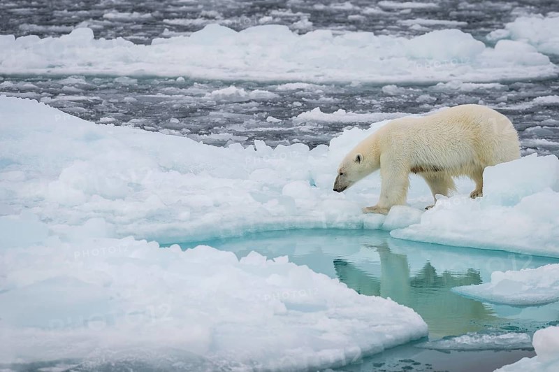 Polar bear (Ursus maritimus) on the pack ice at 82 degrees north reflected in the water, Svalbard Island, Svalbard archipelago, Svalbard and Jan Mayen, Norway