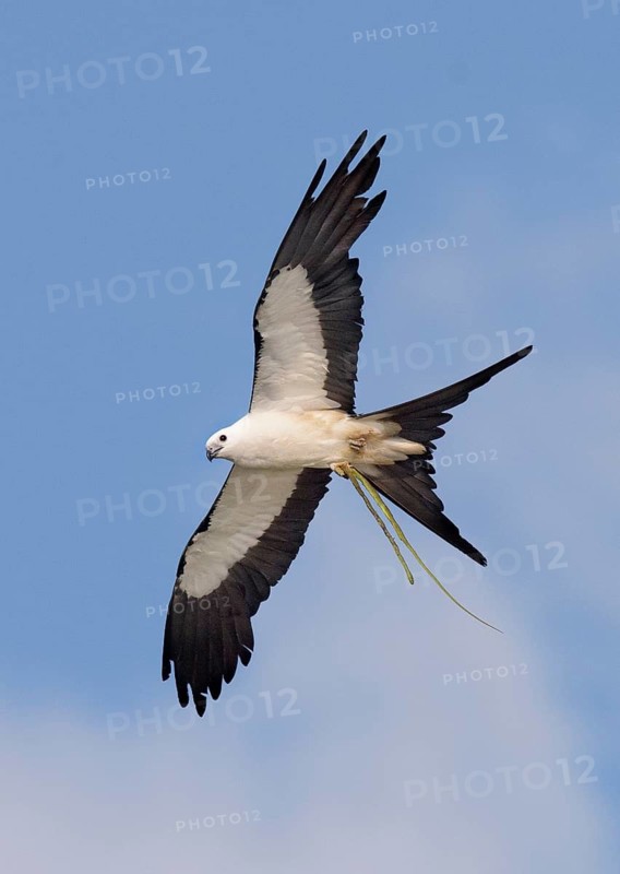 Swallow-tailed Kite (Elanoides forficatus) flying, Florida, USA