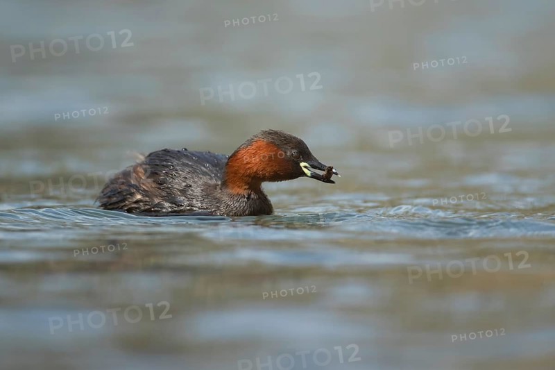 Little grebe or Dabchick (Tachybaptus ruficollis) adult bird feeding on a lake, England, United Kingdom