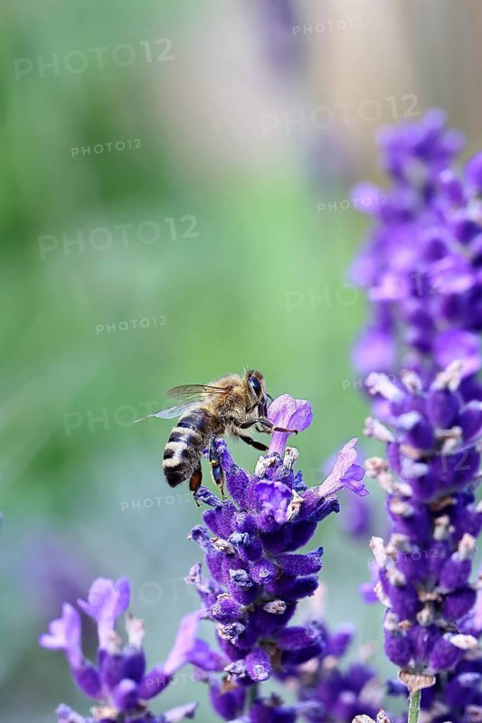 European honey bee (Apis mellifera), collecting nectar from a flower of lavender (Lavandula angustifolia), close-up, macro photograph, Wilnsdorf, North Rhine-Westphalia, Germany