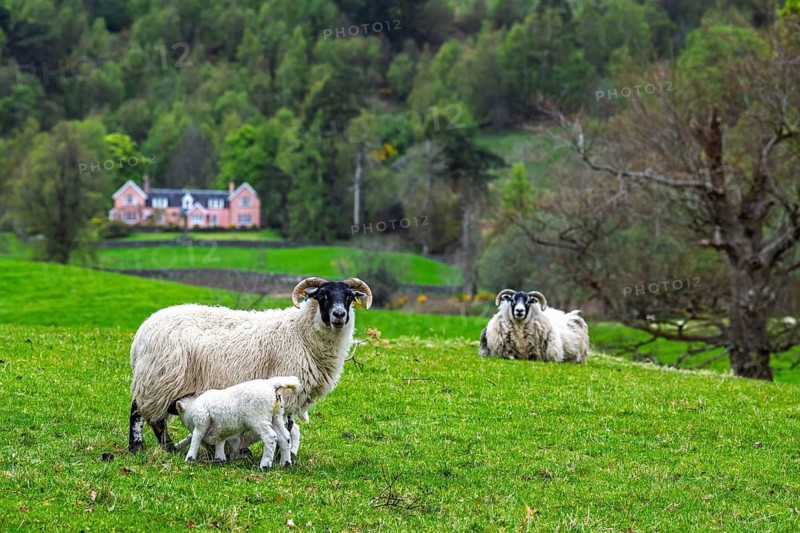 Sheep on farms, West Highlands Farms, Scotland, England, United Kingdom