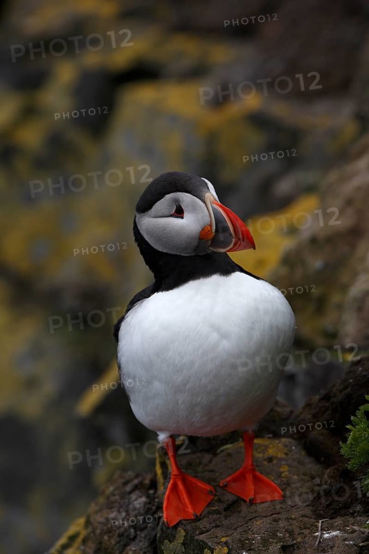 Atlantic Puffin, Common Puffin. Fratercula arctica, at the cliffs of Latrabjarg, Iceland