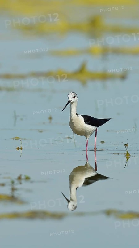 Black-winged Stilt (Himantopus himantopus) foraging in shallow water on the shore of a lake, reflection on water surface, wildlife, wading bird, animals, waterfowl, Lake Neusiedl National Park, Burgenland, Austria