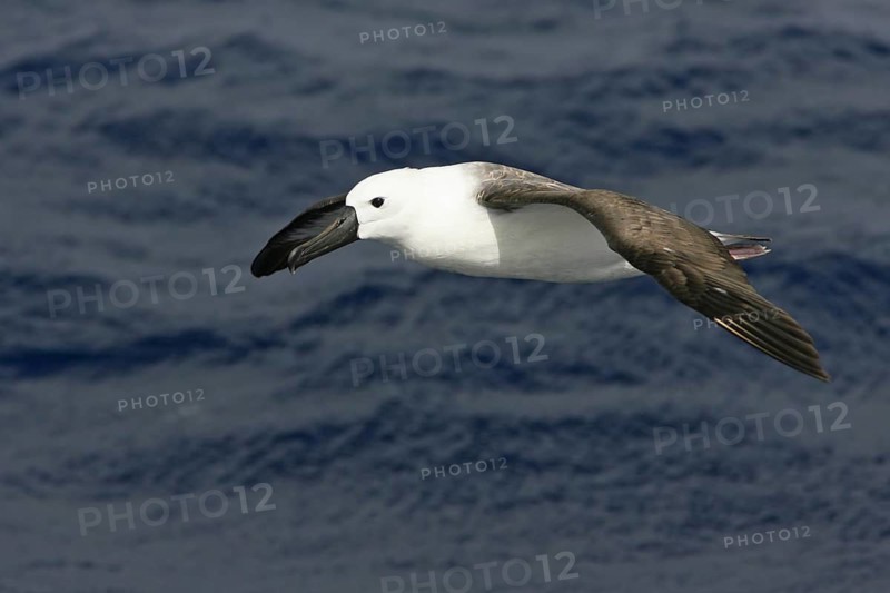 Atlantic Yellow-nosed Albatross (Thalassarche chlororhynchos), South Australia, Australia