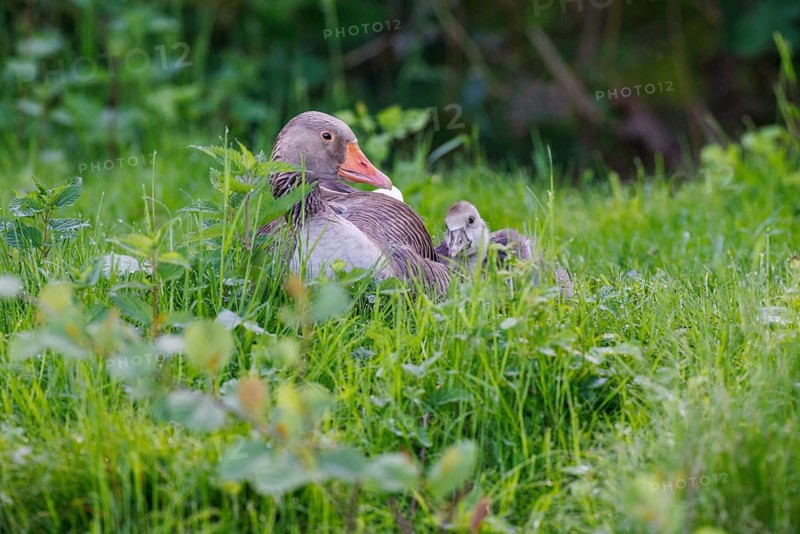 Greylag geese with goslings (Anser anser), Germany