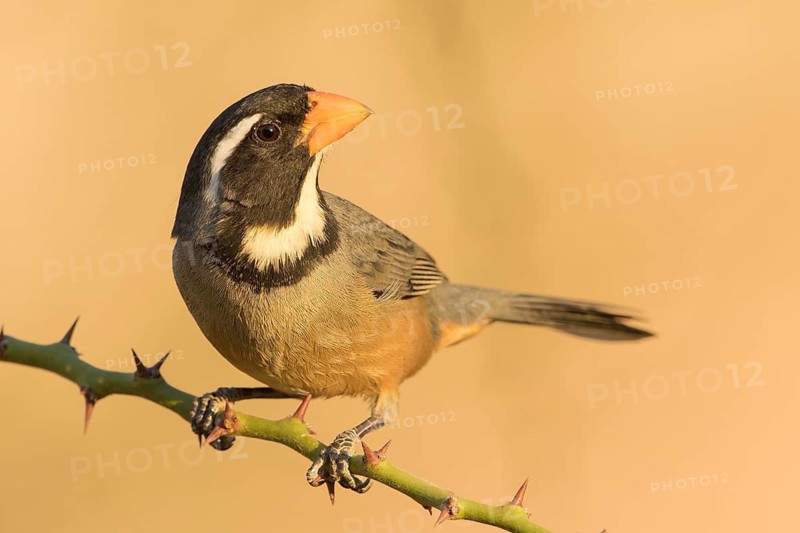 Golden-billed Saltator (Saltator aurantiirostris) perched on a branch, Bolivia