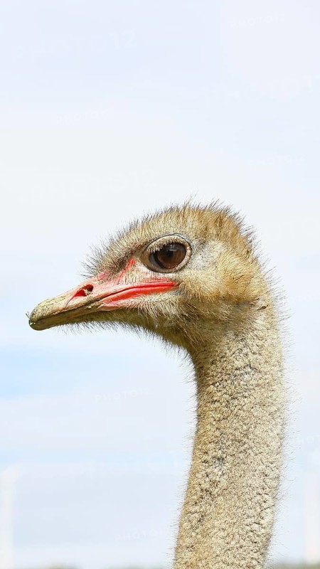 Common ostrich (Struthio camelus), portrait, captive, Rhineland-Palatinate, Germany