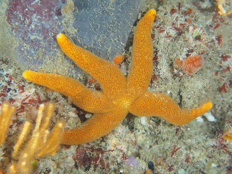 Orange-coloured starfish, net starfish (Henricia ornata), on a sandy substrate in open water. Dive site False Bay, Cape of Good Hope, Cape Town, South Africa
