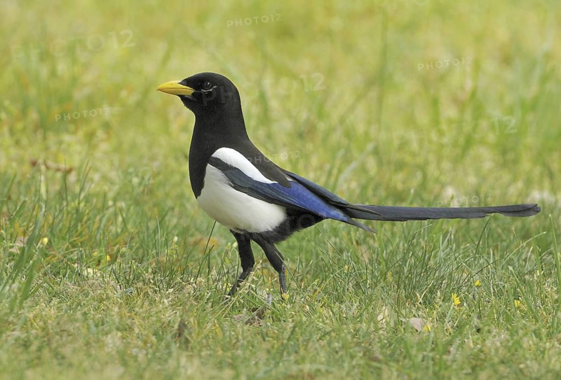 Yellow-billed Magpie (Pica nuttalli), California, USA