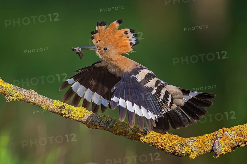 Eurasian Hoopoe (Upupa epops) flying with food in its beak, Saxony, Germany