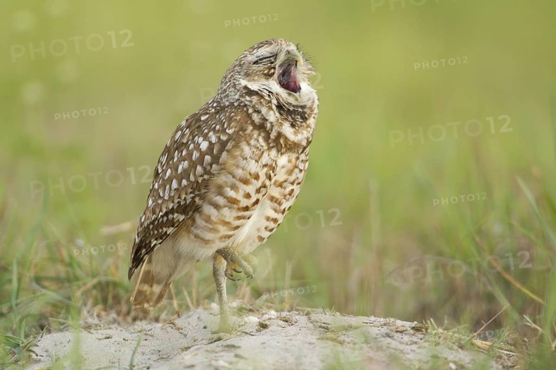 Burrowing Owl (Athene cunicularia), Florida, USA