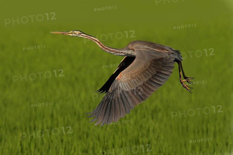 Purple Heron (Ardea purpurea) flying, Lombardy, Italy