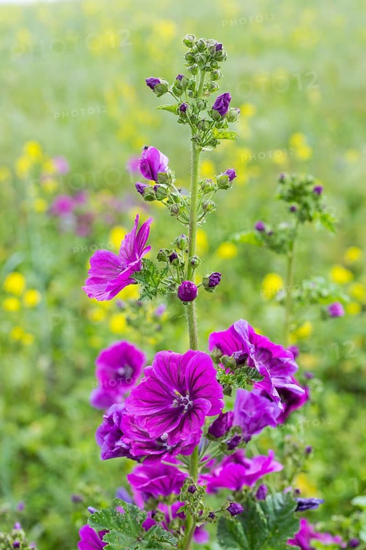 Mallows (Malva) in bloom in a field with bee food, Saxony, Germany