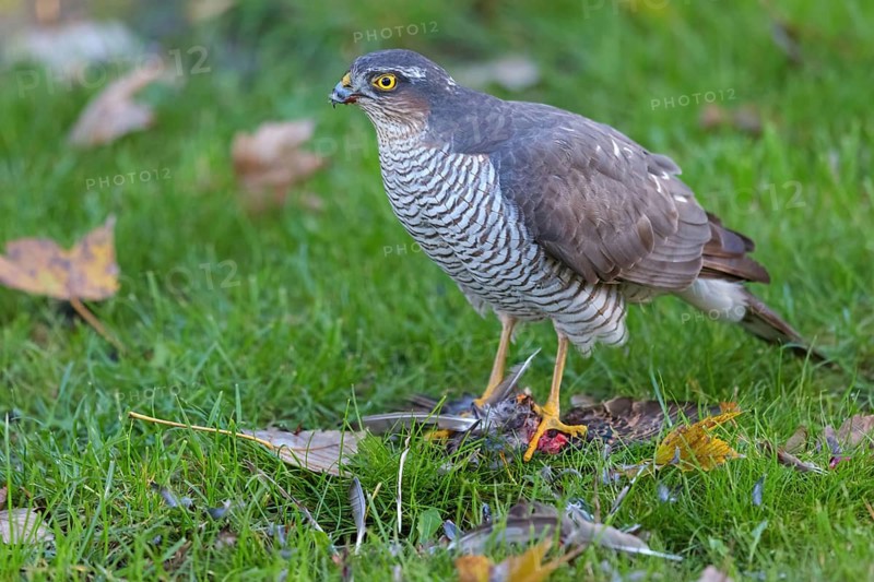 Eurasian sparrowhawk (Accipiter nisus), Neuhofen, Rhineland-Palatinate, Germany