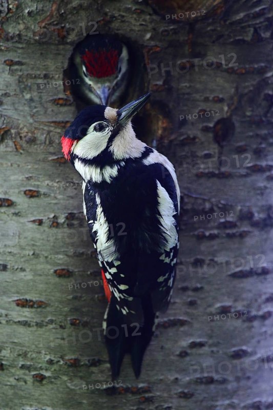 Great Spotted Woodpecker (Dendrocopos major) male at breeding cavity with chick, North Rhine-Westphalia, Germany