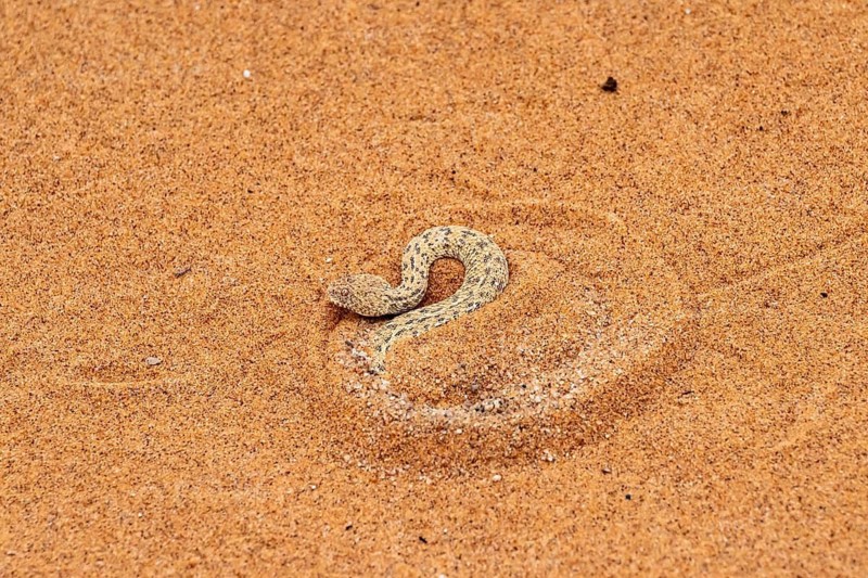 Dwarf puff adder (Bitis peringueyi) hiding in the sand, camouflage, Namib Desert, Namibia